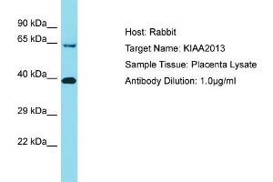 Host: Rabbit Target Name: KIAA2013 Sample Tissue: Human Placenta Antibody Dilution: 1ug/ml (KIAA2013 Antikörper  (C-Term))