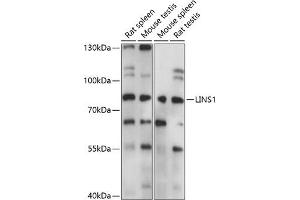 Western blot analysis of extracts of various cell lines, using LINS1 antibody (ABIN7268271) at 1:1000 dilution.