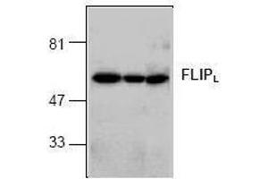 Image no. 1 for anti-CASP8 and FADD-Like Apoptosis Regulator (CFLAR) (C-Term), (long form) antibody (ABIN126994) (FLIP Antikörper  (C-Term, long form))