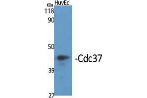 Western Blot (WB) analysis of specific cells using Cdc37 Polyclonal Antibody. (CDC37 Antikörper  (Tyr593))