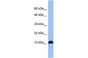 WB Suggested Anti-NPB Antibody Titration: 1. (Neuropeptide B Antikörper  (C-Term))