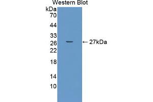Western Blotting (WB) image for anti-Tumor Necrosis Factor (Ligand) Superfamily, Member 12 (TNFSF12) (AA 53-249) antibody (ABIN5014474)