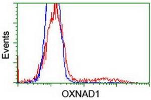 HEK293T cells transfected with either RC203565 overexpress plasmid (Red) or empty vector control plasmid (Blue) were immunostained by anti-OXNAD1 antibody (ABIN2454736), and then analyzed by flow cytometry. (OXNAD1 Antikörper)