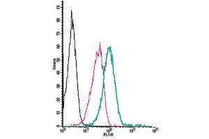 Cell surface detection of NPY1R by direct flow cytometry in live intact human  monocytic leukemia cell line: + Rabbit IgG isotype control-FITC.