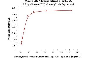 Immobilized Mouse CD27, Mouse IgG2a Fc Tag (ABIN5955007,ABIN6809974) at 2 μg/mL (100 μL/well) can bind Biotinylated Mouse CD70, His Tag, Avi Tag with a linear range of 1-16 ng/mL (QC tested).