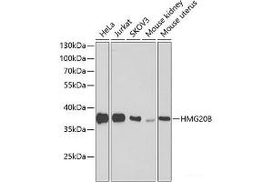 Western blot analysis of extracts of various cell lines using HMG20B Polyclonal Antibody at dilution of 1:1000. (HMG20B Antikörper)