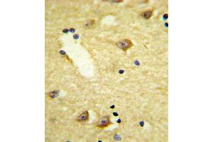 Formalin-fixed and paraffin-embedded human brain tissue reacted with DRD4 Antibody (Center), which was peroxidase-conjugated to the secondary antibody, followed by DAB staining. (DRD4 Antikörper  (AA 365-391))