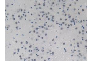 IHC-P analysis of Mouse Brain Tissue, with DAB staining. (PHLDA2 Antikörper  (AA 9-140))