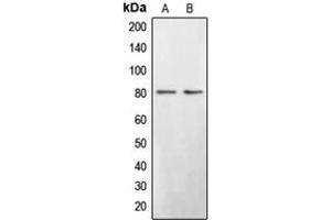 Western blot analysis of BRD3 expression in Saos2 (A), HepG2 (B) whole cell lysates. (BRD3 Antikörper  (C-Term))
