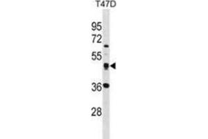 Western blot analysis in T47D cell line lysates (35ug/lane) using SQRDL Antibody . (SQRDL Antikörper  (Middle Region))