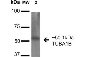 Western blot analysis of Human HeLa cell lysates showing detection of 50. (alpha Tubulin Antikörper  (Biotin))