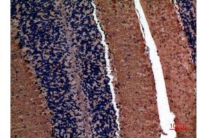 Immunohistochemistry (IHC) analysis of paraffin-embedded Mouse Brain, antibody was diluted at 1:100.