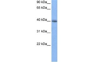 WB Suggested Anti-RBM9 Antibody Titration:  0. (RBM9 Antikörper  (N-Term))