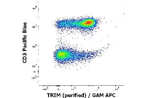 Flow cytometry multicolor intracellular staining of human peripheral whole blood stained using anti-TRIM (TRIM-04) purified antibody (concentration in sample 1 μg/mL, GAM APC) and anti-human CD3 (UCHT1) Pacific Blue antibody (20 μL reagent / 100 μL of peripheral whole blood). (TRIM Antikörper  (Intracellular))