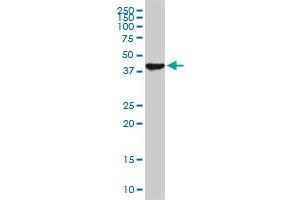 Western Blotting (WB) image for anti-Upstream Transcription Factor 2, C-Fos Interacting (USF2) (AA 1-100) antibody (ABIN563358)