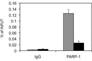 PARP-1 N-terminal antibody tested by ChIP analysis. (PARP1 Antikörper  (N-Term))