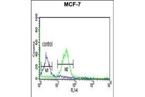 TAF2 Antibody (C-Term) (ABIN653923 and ABIN2843157) flow cytometric analysis of MCF-7 cells (right histogram) compared to a negative control cell (left histogram).