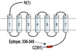 anti-Bradykinin Receptor B2 (BDKRB2) (AA 336-349), (C-Term), (Intracellular) antibody
