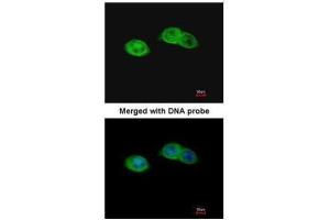 ICC/IF Image Immunofluorescence analysis of paraformaldehyde-fixed A431, using RISC, antibody at 1:200 dilution. (SCPEP1 Antikörper)