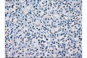 Image no. 5 for anti-P450 (Cytochrome) Oxidoreductase (POR) antibody (ABIN1497747) (POR Antikörper)