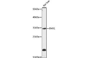 Western blot analysis of extracts of rat liver, using EMX1 antibody (ABIN7266935) at 1:1000 dilution. (EMX1 Antikörper  (AA 70-190))