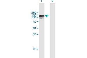 Western Blot analysis of HELLS expression in transfected 293T cell line by HELLS MaxPab polyclonal antibody. (HELLS Antikörper  (AA 1-838))