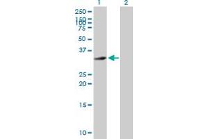 Western Blotting (WB) image for anti-Hemochromatosis Type 2 (Juvenile) (HFE2) (AA 1-313) antibody (ABIN530963)
