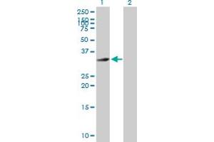 Western Blot analysis of HFE2 expression in transfected 293T cell line by HFE2 MaxPab polyclonal antibody. (HFE2 Antikörper  (AA 1-313))