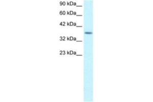 Western Blotting (WB) image for anti-Ribosomal Protein S16 (RPS16) antibody (ABIN2460744)