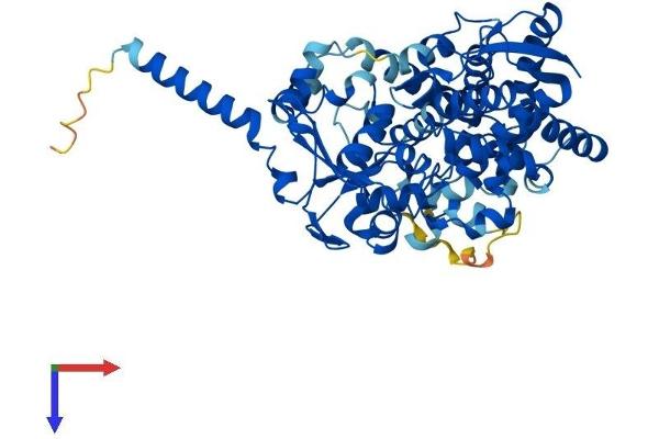 TBXAS1 Protein (AA 1-533) (His tag)