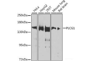 Western blot analysis of extracts of various cell lines using PLCG1 Polyclonal Antibody at dilution of 1:1000. (Phospholipase C gamma 1 Antikörper)