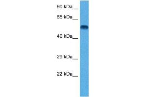 Western Blotting (WB) image for anti-Tubulin, beta 2A (TUBB2A) (N-Term) antibody (ABIN2778648)