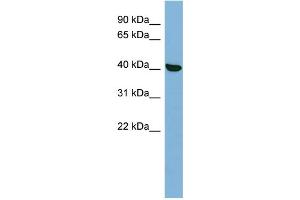 WB Suggested Anti-PRKX Antibody Titration: 0.
