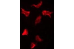 ABIN6276120 staining HepG2 by IF/ICC. (OR13H1 Antikörper  (C-Term))