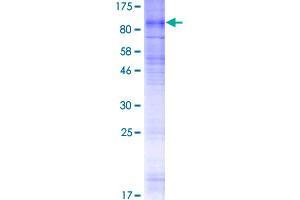 SLC28A2 Protein (AA 1-658) (GST tag)