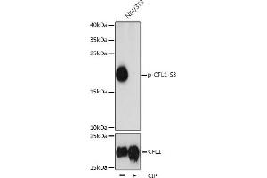 Western blot analysis of extracts of NIH/3T3 cells, using Phospho-CFL1-S3 pAb (ABIN3019727, ABIN3019728, ABIN3019729 and ABIN1681472) at 1:1000 dilution or CFL1 antibody (ABIN6134284, ABIN6138463, ABIN6138464 and ABIN6218805). (Cofilin Antikörper  (pSer3))