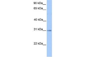 WB Suggested Anti-HAGH Antibody Titration: 0.