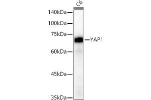 Western blot analysis of extracts of C6 cells, using Y antibody (ABIN7271418) at 1:20000 dilution. (YAP1 Antikörper)