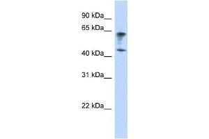 Western Blotting (WB) image for anti-Immunoglobulin Superfamily, Member 11 (IGSF11) antibody (ABIN2458883) (IGSF11 Antikörper)