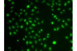 Immunofluorescence analysis of A-549 cells using POU6F1 antibody. (POU6F1 Antikörper  (AA 1-301))