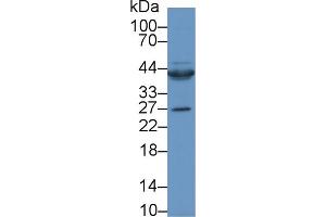 Western Blot; Sample: Rat Heart lysate; Primary Ab: 1µg/ml Rabbit Anti-Human CTGF Antibody Second Ab: 0.