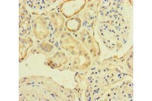 Immunohistochemistry of paraffin-embedded human kidney tissue using ABIN7171622 at dilution of 1:100 (TBC1D24 Antikörper  (AA 1-169))
