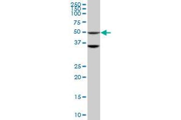 STK40 antibody  (AA 349-434)