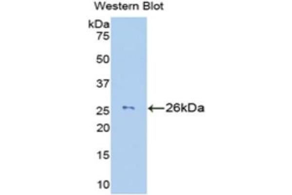 GZMM anticorps  (AA 26-257)