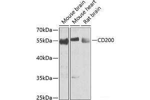 Western blot analysis of extracts of various cell lines using CD200 Polyclonal Antibody at dilution of 1:1000.