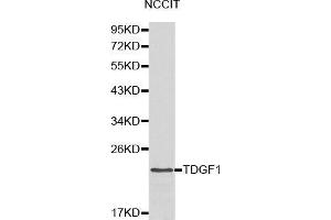 Western blot analysis of NCCIT cell lysate using TDGF1 antibody.