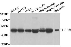 Western blot analysis of extracts of various cell lines, using EEF1G antibody. (EEF1G Antikörper  (AA 168-437))