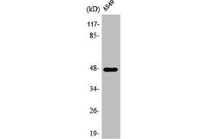 Western Blot analysis of A549 cells using PSK-H1 Polyclonal Antibody (PSKH1 Antikörper  (Internal Region))
