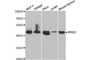 Western blot analysis of extracts of various cell lines, using RRM2 antibody. (RRM2 Antikörper  (AA 1-389))