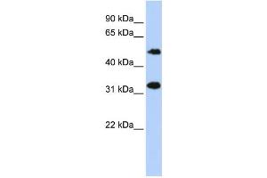 Western Blotting (WB) image for anti-Chromosome 6 Open Reading Frame 150 (C6orf150) antibody (ABIN2459547) (C6orf150 Antikörper)